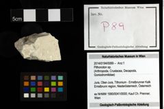 Foto (Objekt + Etiketten) von Pithonoton sp. 